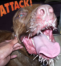 Goofy Attacked by a Porcupine